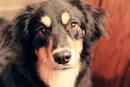 German Shepherd Border Collie Mix - The Shollie - Dog ...