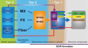 We did not find results for: Xylem Development From The Cradle To The Grave Ruzicka 2015 New Phytologist Wiley Online Library