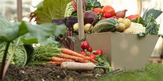 If you want to save money, start with seeds. Fall Vegetable Garden Fall Gardening Tips