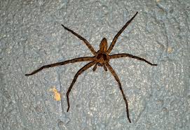 Camel spiders are often associated with middle eastern deserts thanks to popular chain letters that began circulating during the persian gulf war and the iraq war. Huntsman Spider From The Philippines What S That Bug