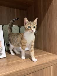 1 au canada may 11, 2010 · sujet: Pourquoi Mon Chat Fait La Tete Quand Je Pars En Week End Clinique Veterinaire Vetinparis Docteur Isabelle Pasquet Paris 11