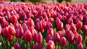 Tulips can actually benefit greatly from a bit of fertilizing in the fall. Growing Tulips How To Plant Grow And Care For Tulip Flowers The Old Farmer S Almanac