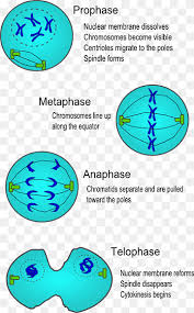 The mitochondria are the cell's powerplants, combining chemicals from our food with. Interphase Png Images Pngwing