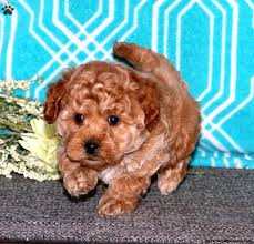 Find your new family member today, and discover the puppyspot difference. Riley Havapoo Puppy For Sale In Pennsylvania