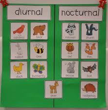 A Place Called Kindergarten Day And Night Nocturnal Animals Kindergarten Nocturnal Animals Diurnal Animals
