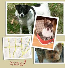 Your best friend gets to stay on their home turf. In Home Pet Sitting In Home Dog Sitting Cat Sitting In Naperville Area