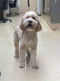 Browse thru puppies for sale near virginia beach, virginia, usa area listings on. Va Beach Va Cockapoo Meet Peanut Butter A Pet For Adoption