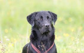 Golden Retriever Lab Mix Dog Breed Overview And Guide All Things Dogs All Things Dogs