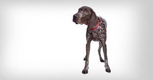 Image result for německý ohař krátkosrstý