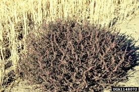 Image result for Salsola