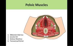 True Pelvis Muscles Sonography Pelvic Floor Muscles Muscle