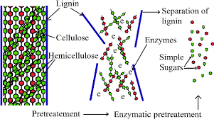 The macromolecule is highly energetic and has been used for cogeneration ( dickinson et al., 1998 ) or as a fuel ( dayton and frederick, 1996 ) by the pulp and paper industry. Pretreatment Of Lignocellulosic Biomass To Remove Lignin And Further Download Scientific Diagram