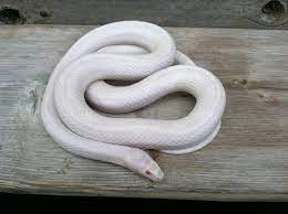 Opal Amel Lavender Cornsnake Reptilien