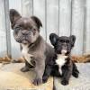 French bulldog rescue network (shelter #1102911) x. 1