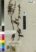 Image result for Ocimum lamiifolium