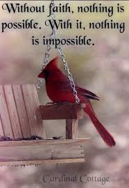 Pin By Jasvin Kaur On Cardinals Heaven Beautiful Birds Red Birds Pretty Birds