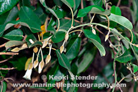 Image result for Bonamia