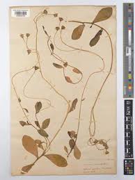 Image result for Senecio ruwenzoriensis