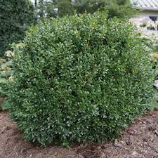 Image result for Buxus nyasica