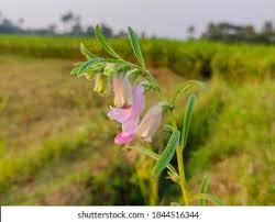 Image result for Ceratotheca sesamoides