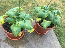 We did not find results for: Why Are My Zucchini Leaves Turning Yellow Containergardening