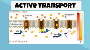 Three Types Of Active Transport In Cells Exocytosis Endocytosis Pumps Youtube