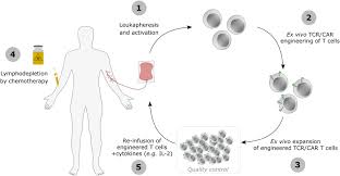 Make sure this fits by entering your model number. Non Viral Transfection Technologies For Next Generation Therapeutic T Cell Engineering Sciencedirect