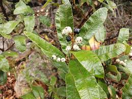 Image result for Ozoroa paniculosa