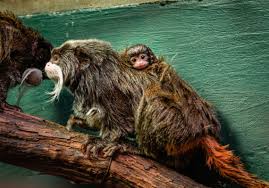 The emperor tamarin (saguinus imperator) is a species of tamarin allegedly named for its resemblance to the german emperor wilhelm ii. Toledo Zoo Emperor Tamarins Have First Baby After Prior Losses The Blade