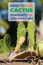 Cactus needles are the best defense the cactus plants have against animals looking to eat them, especially in desert climates where moisture is an ice pack applied to the area where the cactus needle was can help relieve some of the pain. How To Kill Cactus In 2021 Manually And Chemically A Nest With A Yard