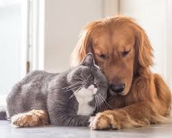 Dimanche C Est Synonyme De Repos De Calins Et De Cooconing Et Vous Quoi De Prevu En Cette Belle Journee Ensoleillee Funny Cats And Dogs Dog Pictures Dog Vines