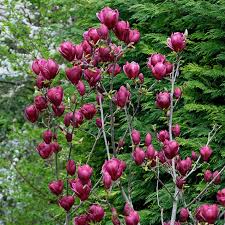 Image result for magnolia soulangeana