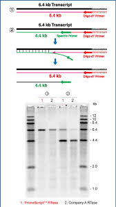 Efficient Preparation Of Cdna Primescript Reverse Transcriptase