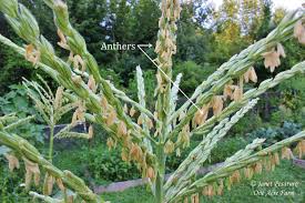 We did not find results for: Growing Corn In Small Spaces 6 Tips