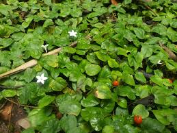 Image result for Geophila repens