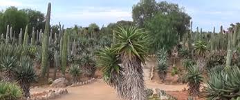 Wer die gegend rund um. Botanicactus Europas Grosster Botanischer Garten Lucie Hauri Mallorca Immobilien