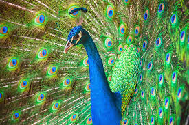 Check spelling or type a new query. 10 Peacock Symbolism Facts Meaning A Totem Spirit Power Animal Hep6