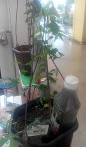 Welcome to our awesome web daun rerama hijau. Nbmgwnmxb Vom