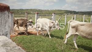Countryside Life With Cows Animals Livestock In Farm Ranch Stock Footage Cows Animals Countryside Life Animals Livestock Livestock Farming