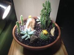 The fairy castle cactus is a variety which branches out from an early age, thus giving it a bushy and full appearance. Fairy Castle Cactus With Pink Straw Flowers Care