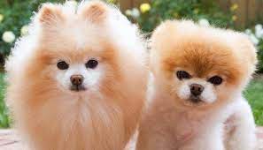 Tipos De Pomerania Diferencias De Cara Y Tamano Fotos