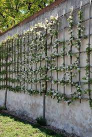 Kuchengarten Netzwerk Nutzpflanzen In Historischen Garten Garden Trees Garden Design Vertical Garden