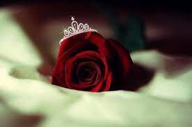 Imagen De Red Rose And Flowers Love Rose Flower Beautiful Rose Flowers Rose Flower Wallpaper
