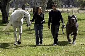 Giant Dog Worlds Biggest Dog Huge Dogs Giant Dogs