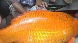 Mimpi dapat ikan mempunyai arti bahwa anda akan mendapatkan rezeki atau keberuntungan dimana sesuai besarnya ikannya juga semakin besar atau banyak. Arti Mimpi Melihat Ikan Mas Pertanda Kesuksesan Bahagilah Bisa Melihat Ikan Mas Yang Besar Tribun Bali