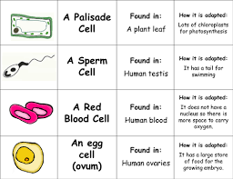 Study animal and plant cells with bbc bitesize ks3 science. Ks3 3 8 Organisms Lessons Blendspace
