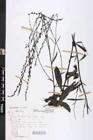 Image result for Buchnera leptostachya