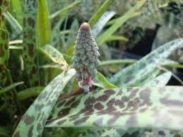 Image result for Ledebouria Unidentified sp. no6.