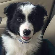 My 9 Week Old Border Collie Love Him Border Collie Collie Animals