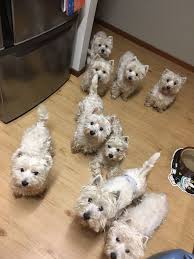 my idea of heaven cute dogs westie puppies dogs puppies